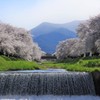 小さな滝と桜