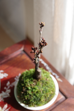 小さな桜の木