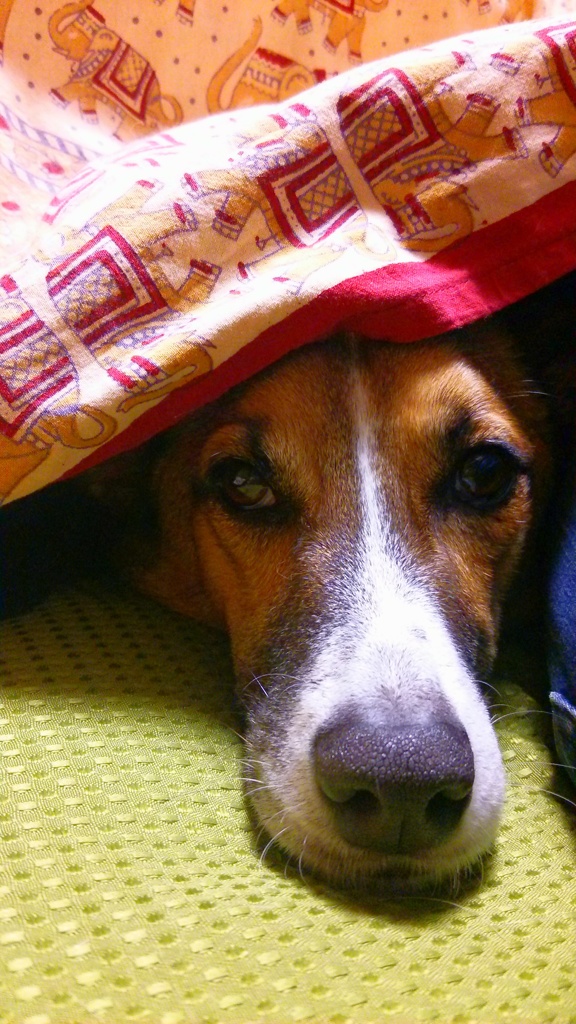I love KOTATSU