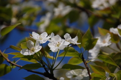 梨の花