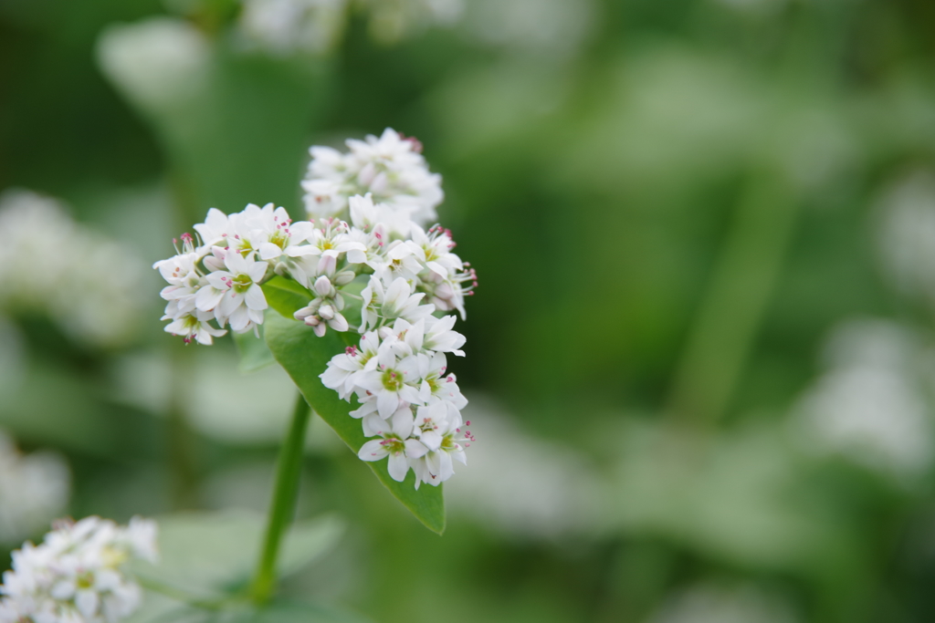 蕎麦の花　満開