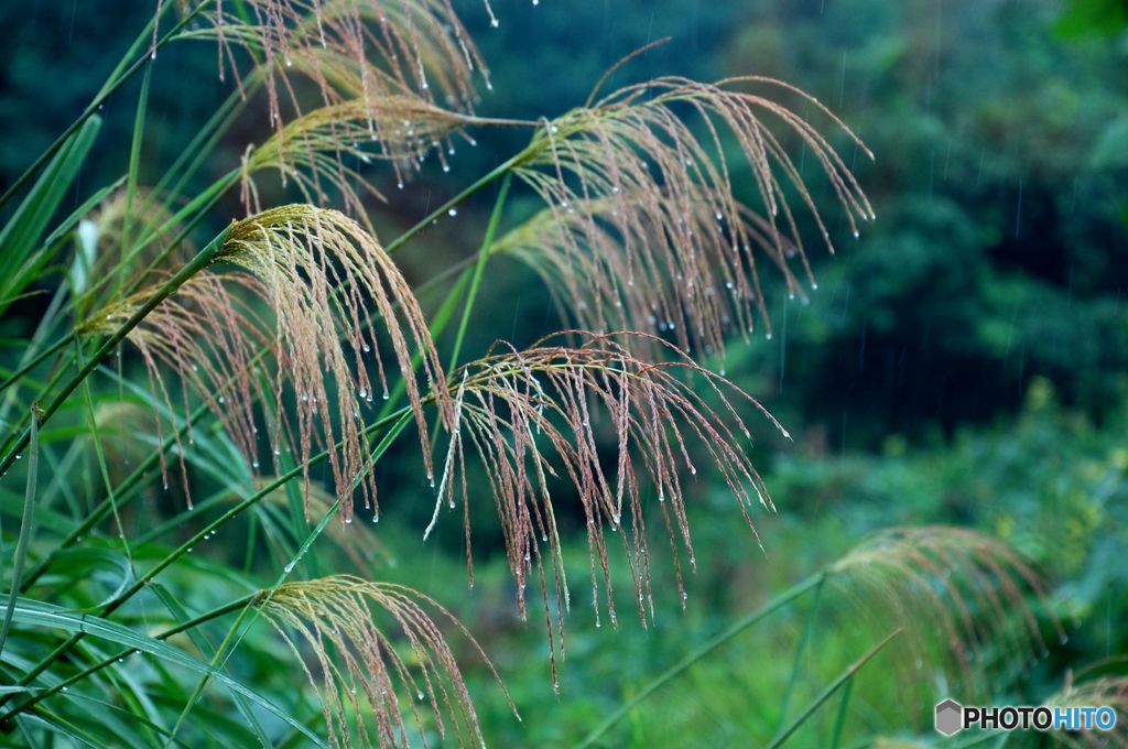 秋の雨