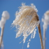 すすきに雪