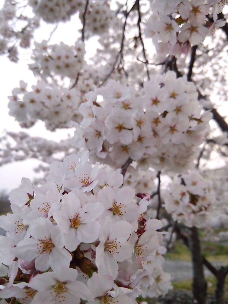 sakura