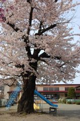 私の保育園
