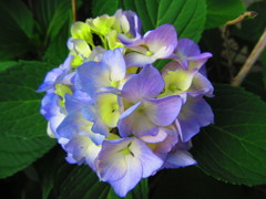 実家のお庭の紫陽花