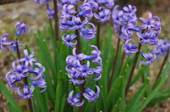 お庭のお花 お庭のお花