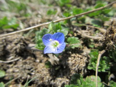 おおいぬのふぐり