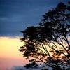 サバンナの夕暮れ