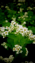 蕎麦の花2