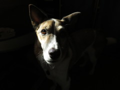愛犬
