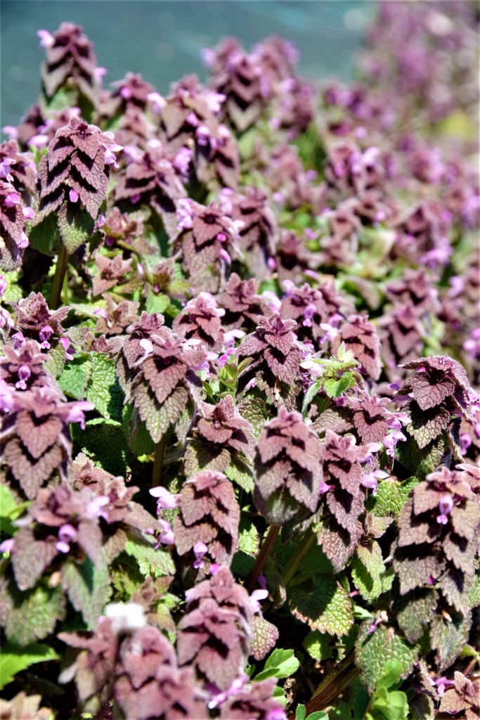 春の森