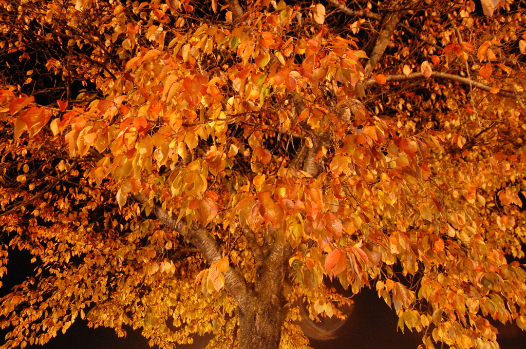 雨の紅葉Ⅰ