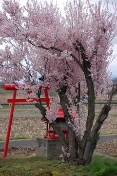 小さな神社