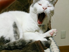 大あくび