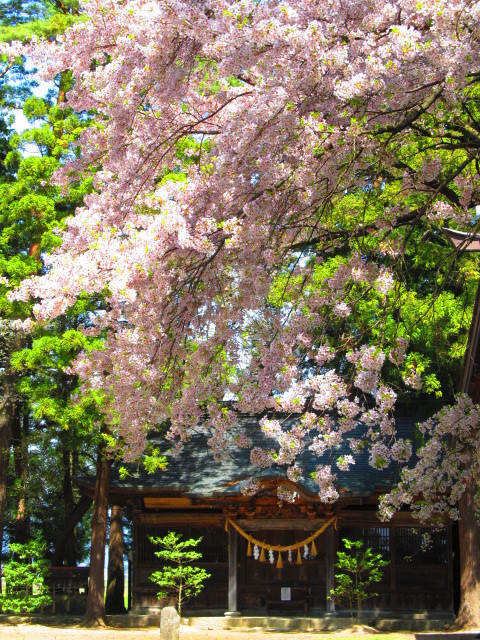 神社の桜