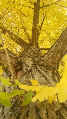 大きな銀杏の樹