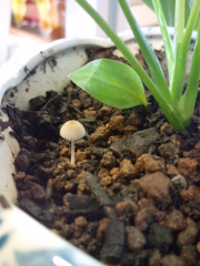 かわいいキノコ