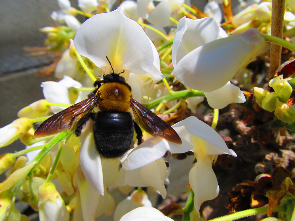 藤の花とクマバチ