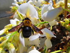 藤の花とクマバチ