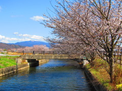 拾ヶ堰とさくら