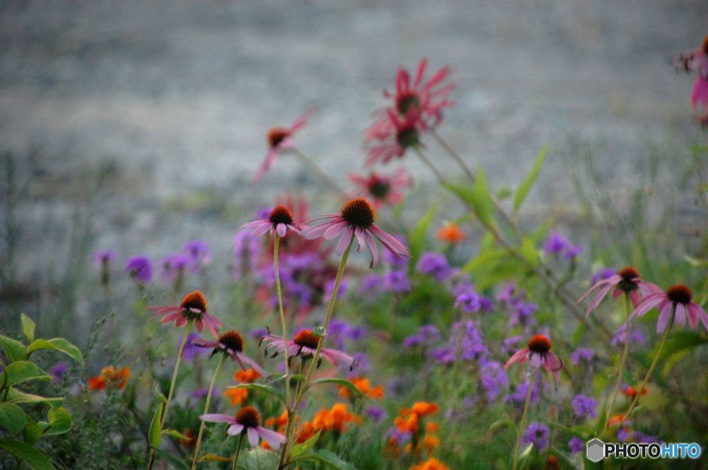 道端のお花