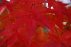 赤　紅　朱