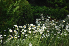 道端の花