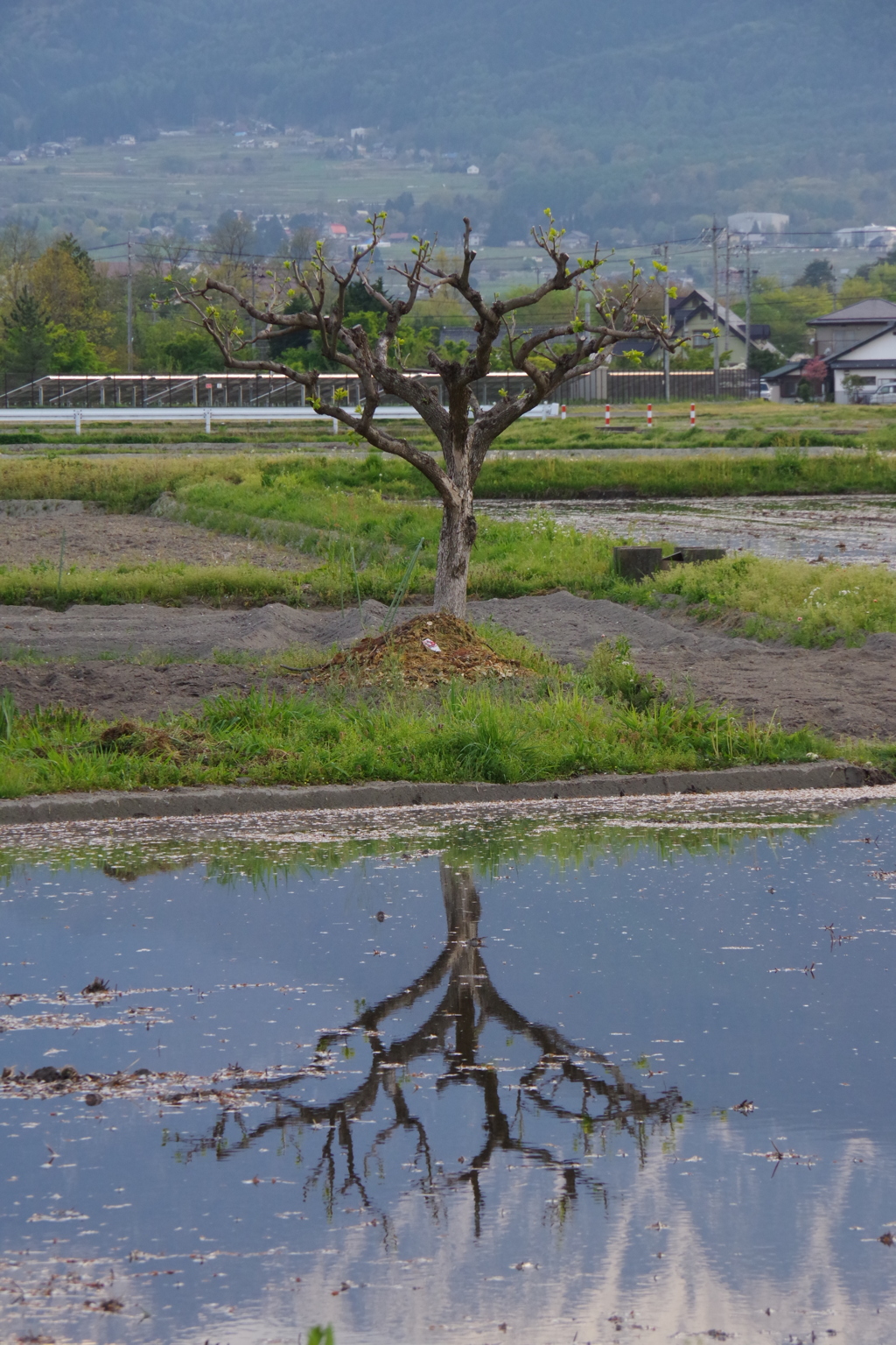 田んぼに水が入ったよ