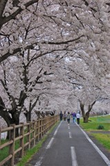 桜トンネル