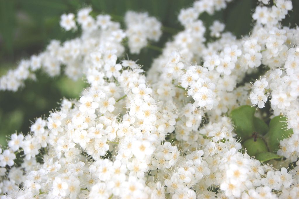 小さな小さな①