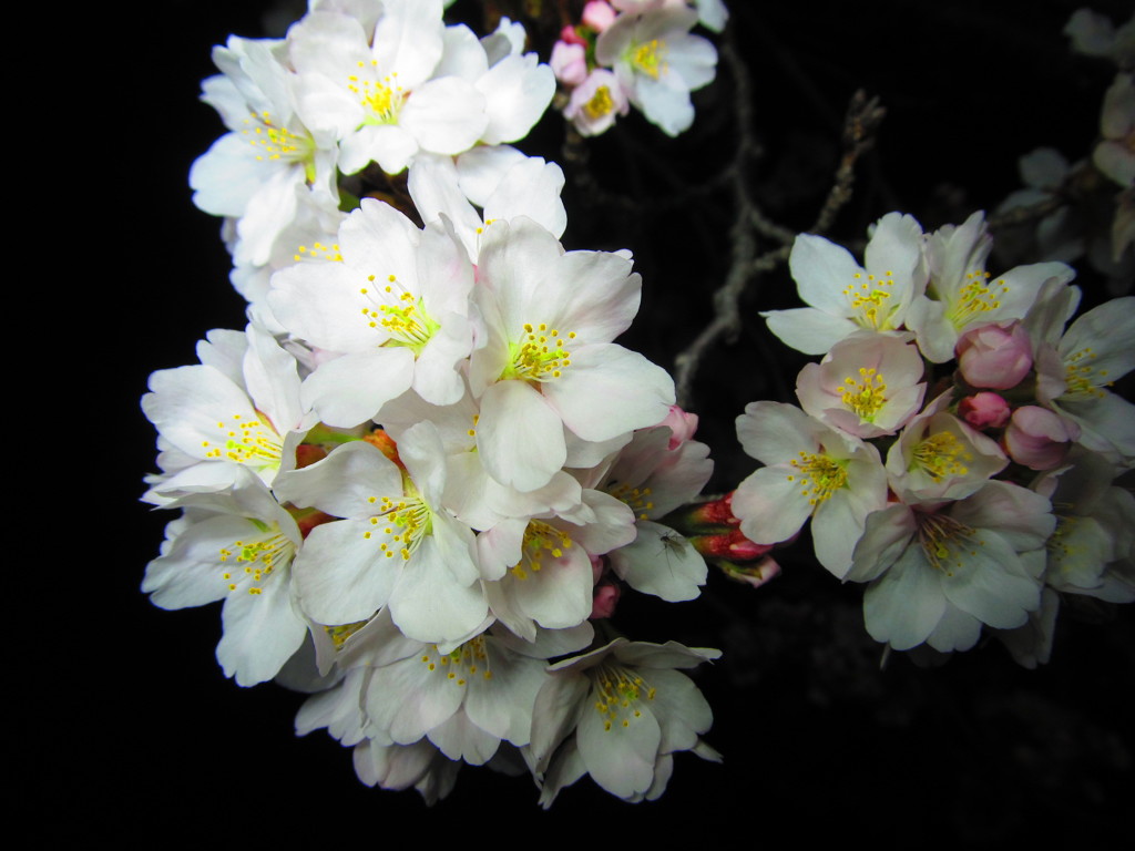 夜桜