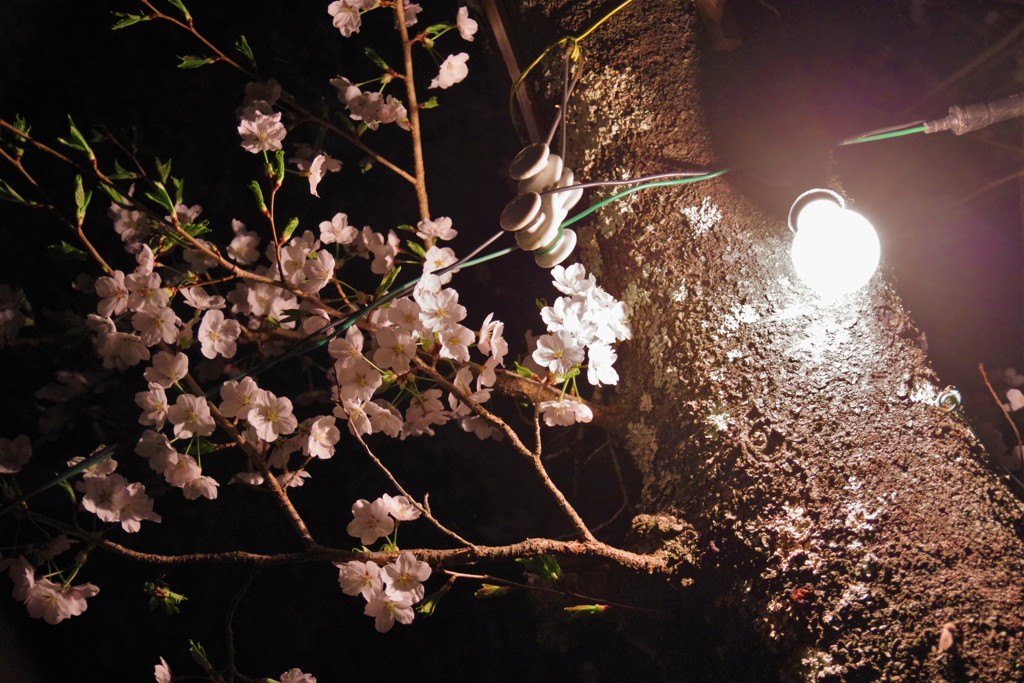 桜と電球