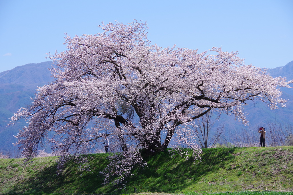 大きな大きな桜の樹