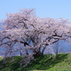 大きな大きな桜の樹