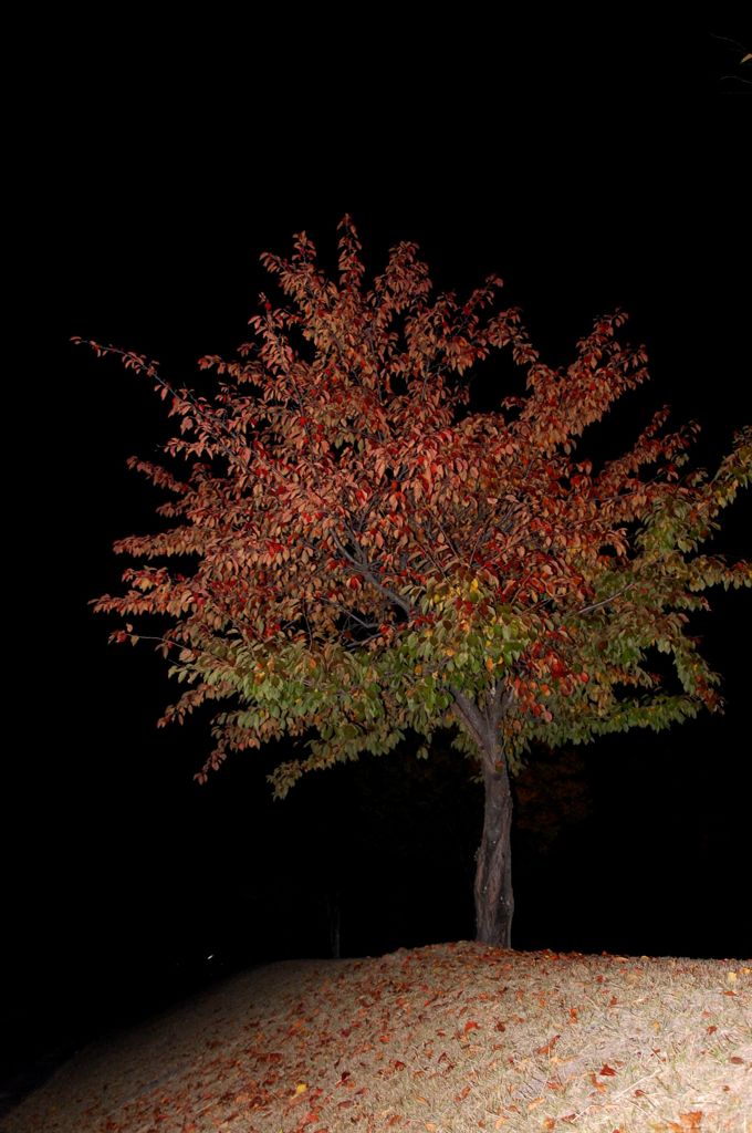 ひっそり紅葉