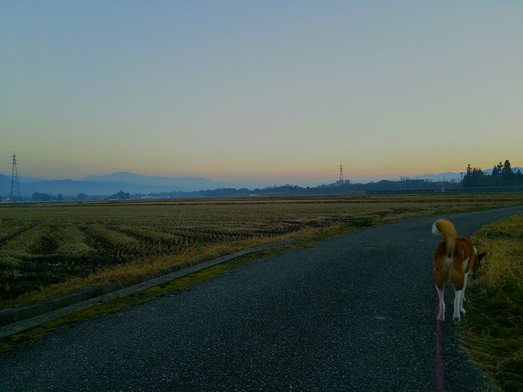 愛犬とお散歩