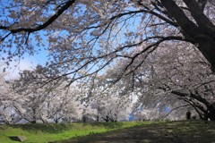 桜道