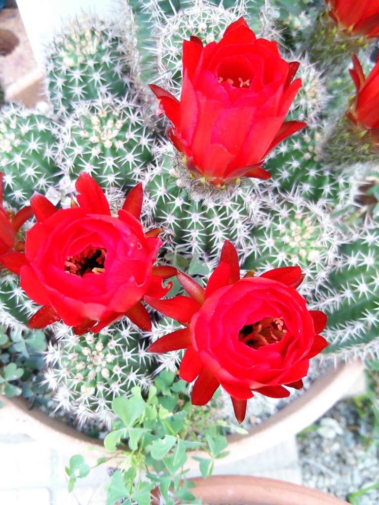 咲き始めたよー