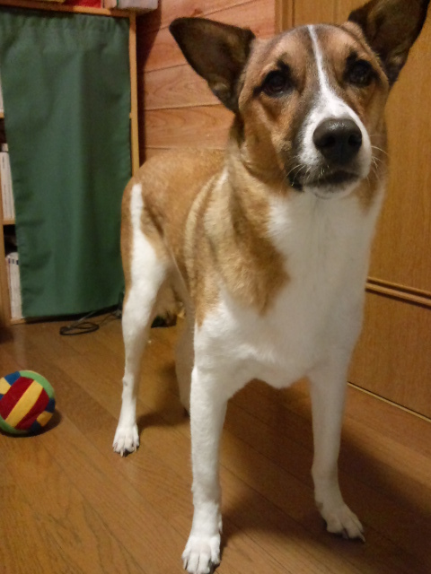 ボール