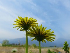 華麗で可憐な東洋のたんぽぽ