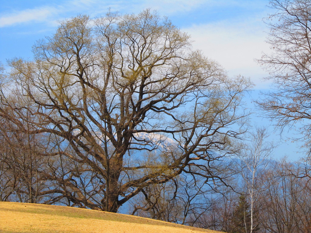 大きな樹