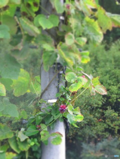 高嶺の花