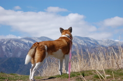 愛犬とお散歩