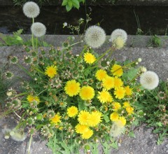 西洋たんぽぽの繁殖力