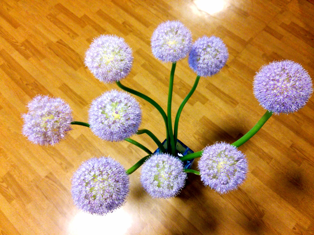 玉ねぎの花みたいな