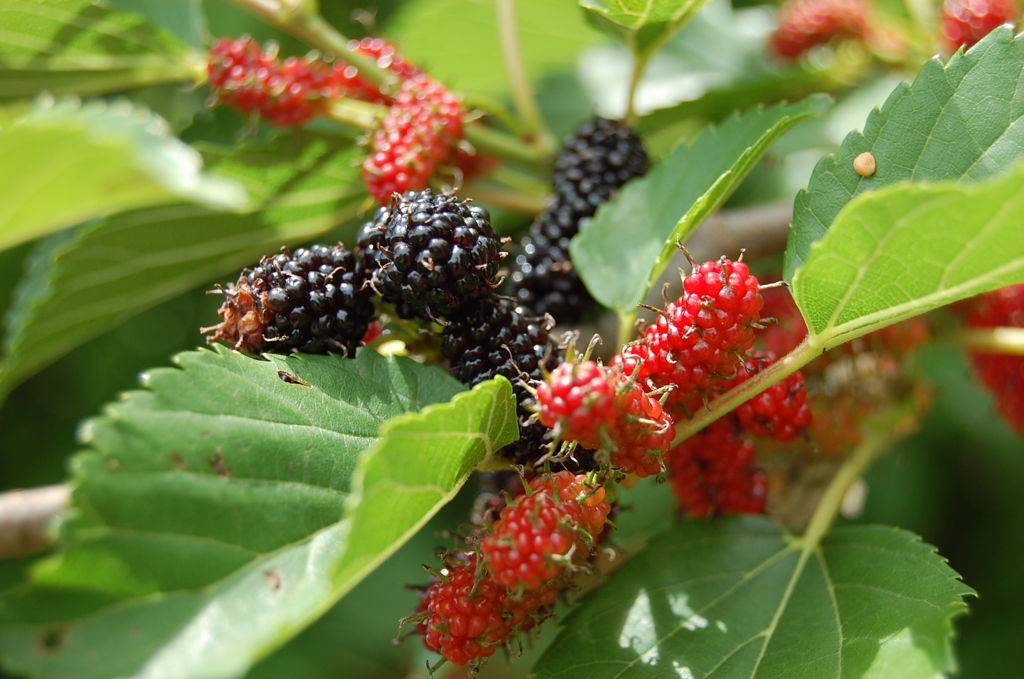 おいしいです。