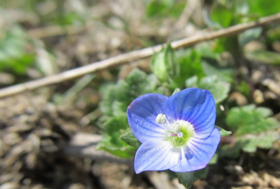 おおいぬのふぐり