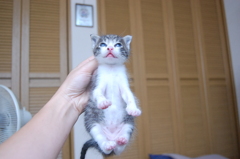 昨年の子猫④