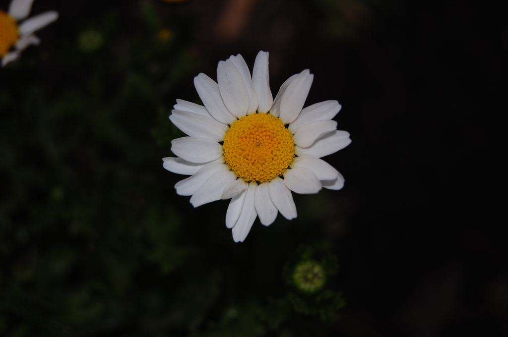 白いお花